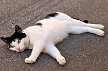 Black-and-white Cat lying stretched out on a road, France