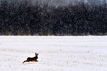 European hare (Lepus capensis europaeus) running across field in winter, snowing, Lorraine, France, February