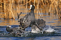 Coots (Fulica atra) fighting in a territorial dispute, in agressive posture on water, Lorraine, France, March