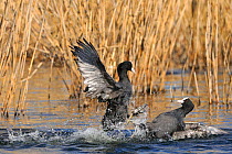 Coots (Fulica atra) fighting in a territorial dispute, in agressive posture on water, Lorraine, France, March