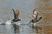 Coot (Fulica atra) running across water to attack rival entering it's territory, Lorraine, France, March