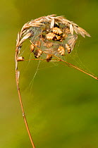 Four spotted orb weaver spider (Araneus quadratus) web on head of grass, Lorraine, France, July