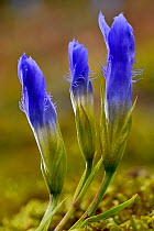 Gentian (Gentianella ciliata) flowers opening from buds, Dudelande, Luxembourg, September