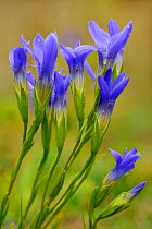 Gentian (Gentianella ciliata) flowers opening from buds, Dudelande, Luxembourg, September