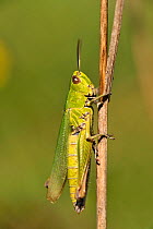 Grasshopper (Chorthippus sp) on grass stem, Lorraine, France, August