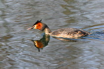 Great crested grebe (Podiceps cristatus) on water, Lorraine, France, March