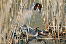 Great crested grebe (Podiceps cristatus) pair mating on nest amongst reeds, Lorraine, France, April