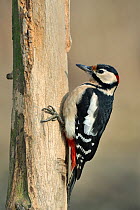 Great spotted woodpecker (Dendrocopos major) on branch, Lorraine, France, February