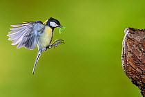 Great tit (Parus major) flying with caterpillar prey to nest, Lorraine, France, May