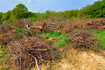 Hedgerows cut down and destroyed in spring, Lorraine, France, April 2009
