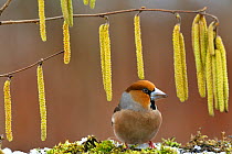 Hawfinch (Coccothraustes coccothraustes) and Hazel catkins, Lorraine, France, February