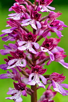 Hydbrid orchid (Orchis militaris X Orchis purpurea) in flower, Lorraine, France, May