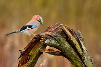 Jay (Garrulus glandarius) searching for insects in rotting, Lorraine, France, March