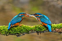 Common kingfisher (Alcedo atthis) male, on left, offering female, on right, a fish in courtship display, Lorraine, France, April