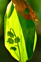 Lily of the Valley (Convallaria majalis) shadow of flowers falling on leaf, Lorraine, France, May