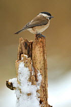 Marsh tit (Poecile palustris) perched on stump in snow, Lorraine, France, January