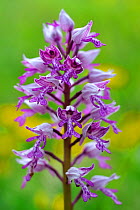 Military orchid (Orchis militaris) in flower, Lorraine, France, May