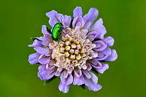 Field scabious flower (Knautia arvensis) with green metallic flower beetle, Lorraine, France, May