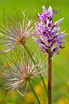 Monkey orchid (Orchis simia) flower and Pasque flower (Pulsatilla vulgaris) seed heads, Lorraine,  France, May