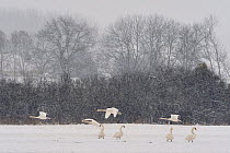 Flock of Mute swans (Cygnus olor) in winter, snowing, Lorraine, France, February