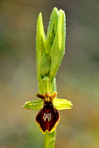 Hybrid orchid, Fly orchid (Ophrys mouche) X Small spider orchid (Ophrys litigieux) in flower, Lorraine, France, April