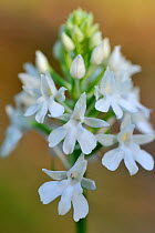 Pyramidal orchid (Anacamptis pyramidal) white variety in flower, Lorraine, France, June