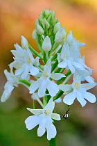 Pyramidal orchid (Anacamptis pyramidal) white variety in flower with spider, Lorraine, France, June