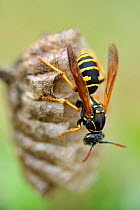 Paper wasp (Polistes gallicus) on nest, Lorraine, France, May
