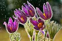Pasque flowers (Pulsatilla vulgaris) in rain, Lorraine, France, April. 3rd Prize in the Other Nature Topics category of Melvita Nature Images Awards 2013.