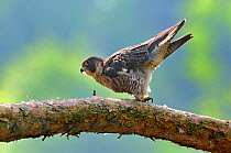 Peregrine falcon (Falco peregrinus) female excreting, Lorraine, France, May