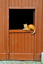 Domestic cat resting on a stable door, Roussy le village, Lorraine, France
