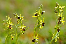 Small spider orchids (Ophrys araneola) in flower, Lorraine, France, April