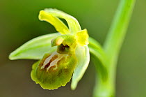 Small spider orchid (Ophrys araneola) flower, Lorraine, France, April