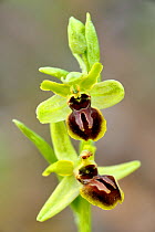 Small spider orchid (Ophrys araneola) in flower, Lorraine, France, April