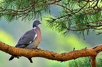 Wood pigeon (Columba palumbus) perched in Scots pine tree (Pinus syvestris) Lorraine, France, May