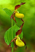 Yellow lady's slipper orchid (Cypripedium calceolus) double flower, Haute-Marne, France, May