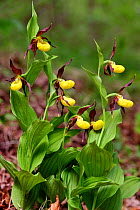 Yellow lady's slipper orchids (Cypripedium calceolus) in flower, Haute-Marne, France, May