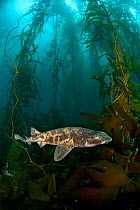 Draughtsboard Shark / Australian Swellshark (Cephaloscyllium laticeps) swims through a giant kelp forest (Macrocystis pyrifera). Like a pufferfish, this species of shark is able to rapidly swell with...