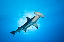 A large Great hammerhead shark (Sphyrna mokarran), about 4m in length, cruises overhead. Bahamas, Tropical West Atlantic Ocean.