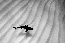 A lone Caribbean reef shark (Carcharhinus perezi) cruises over sand ripples. Walkers Cay, Northern Bahama Islands, Republic of Bahamas.