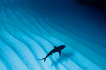 Caribbean reef shark (Carcharhinus perezi) over sand ripples, Walkers Cay, Bahamas. Tropical West Atlantic Ocean. Taken with natural light.