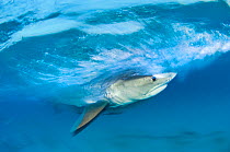 Long exposure image of Tiger shark (Galeocerdo cuvier) chasing bait, Bahamas.