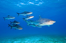 Tiger shark (Galeocerdo cuvier) accompanied by a group of Cobia (Rachycentron canadum). Cobia are large predatory fish, growing to 2m in length. Little Bahama Bank, Bahamas.