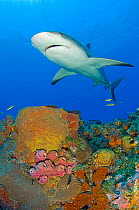 A Caribbean reef shark (Carcharhinus perezi) above corals and sponges on a reef. Grand Bahama, Bahamas.