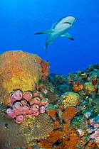 A Caribbean reef shark (Carcharhinus perezi) above a coral reef. Grand Bahama, Bahamas. Tropical West Atlantic Ocean.