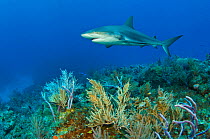 Female Caribbean reef shark (Carcharhinus perezi) above a coral reef. Grand Bahama, Bahamas. Tropical West Atlantic Ocean.