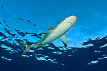 Low angle image of Caribbean reef shark (Carcharhinus perezi) at the surface. Grand Bahama, Bahamas. Tropical West Atlantic Ocean.
