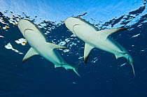 RF- Two Caribbean reef sharks (Carcharhinus perezi) at the surface. Grand Bahama, Bahamas. Tropical West Atlantic Ocean. (This image may be licensed either as rights managed or royalty free.)