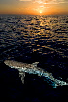 Caribbean reef shark (Carcharhinus perezi) at the surface at sunset. Grand Bahama, Bahamas.