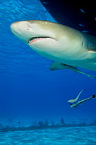 Lemon shark (Negaprion brevirostris) on patrol beneath a boat. Little Bahama Bank, Bahamas. West Atlantic Ocean.
